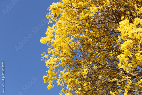 Close up em copo florida de um ipê amarelo com céu azul ao fundo.