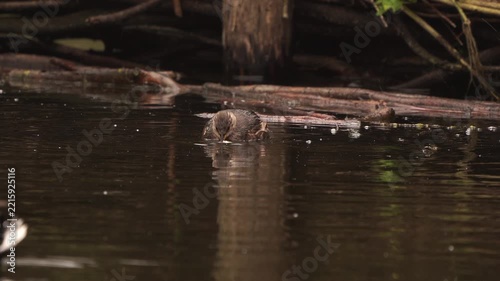 A little grebe (Tachybaptus ruficollis) in winter plumage trying to eat a little fish