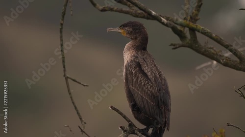  A juvenile great cormorant (Phalacrocorax carbo) is inspecting its surroundings while it is perched on a branche in a tree.