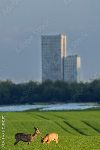 European Roe Deer Group in Field Before High Rise⁠