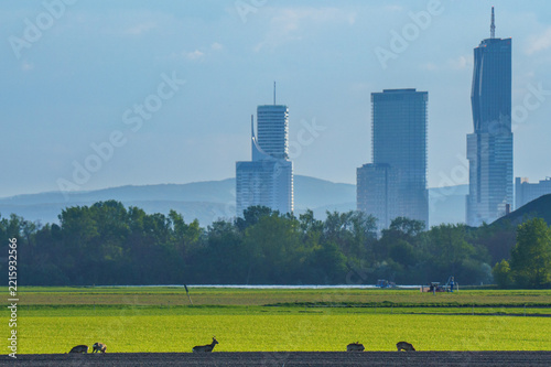 European Roe Deer Herd Grazing Before Skyline⁠