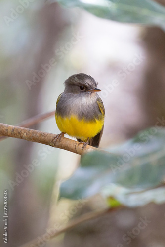 Photo of yellow-bellied flyrobin