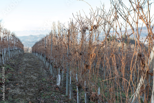 View of grape field during winter in Piemonte