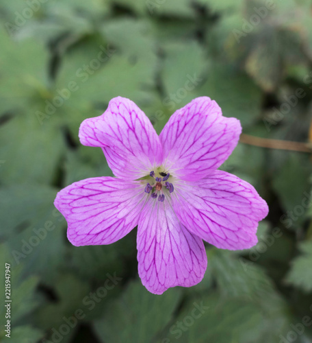 Grench Crane's-bill Geranium endressii flower summer UK.