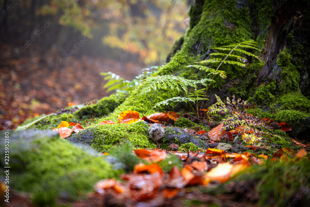 Fototapeta premium In an autumn forest, ferns grow on the trunk of a tree. The ground is covered with fallen leaves. A light mist hangs in the air, adding a soft touch to the surroundings.