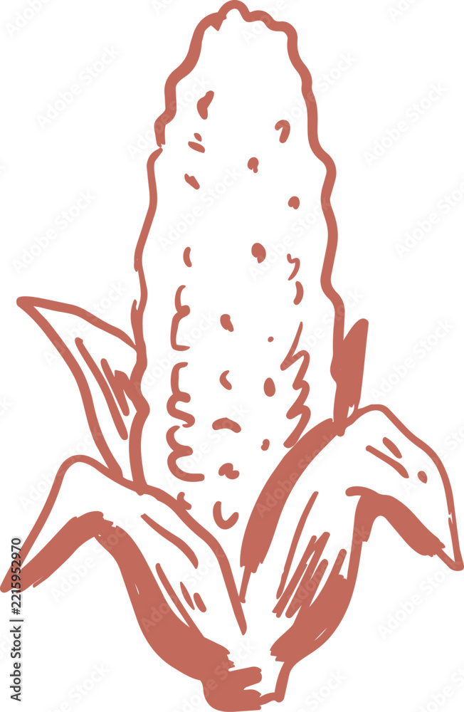 Fototapeta premium Rustic corn cob with open husks hand drawn vector illustration in terracotta