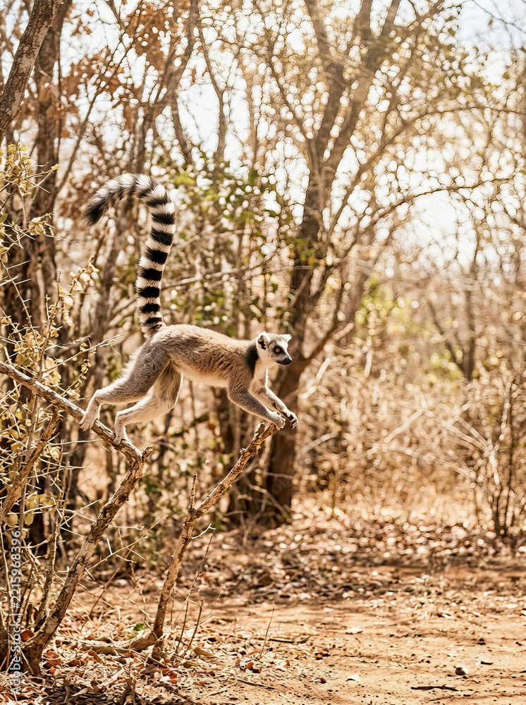 Fototapeta premium Ring-tailed lemur leaping between dry branches in Madagascar forest