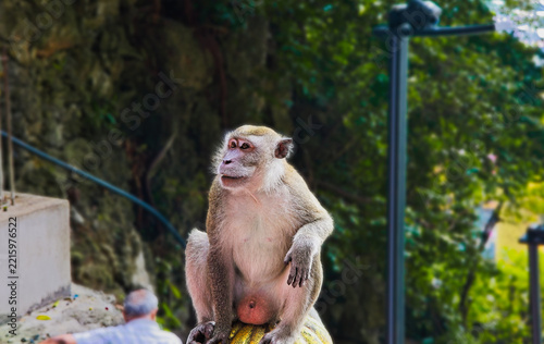 Monkey with a philosophical expression