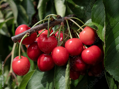 A close-up shot of a cluster of juicy, appetizingly red cherries hanging from a cherry tree branch, ready to be picked