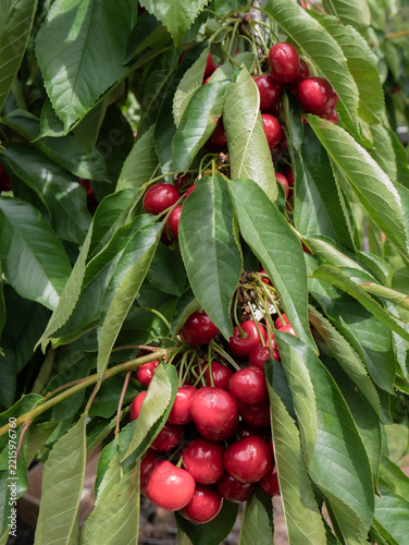 A cluster of juicy, appetizingly red cherries, ready to be picked, hangs from a cherry tree branch, striving to stand out amidst the tree's large green leaves
