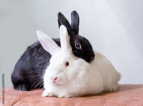 A black domestic rabbit and white rabbit cuddling together