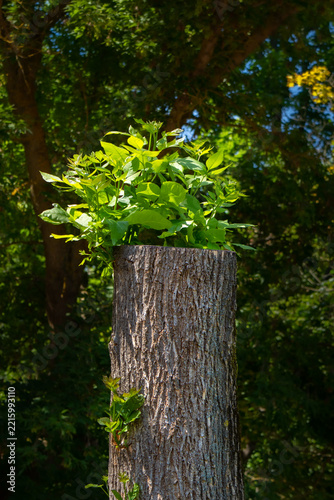 New shoots and branches with green leaves are growing on the stump of a felled tree
