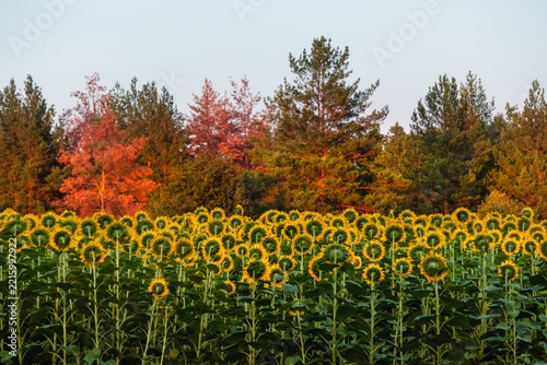 A sunflower field near a pine forest