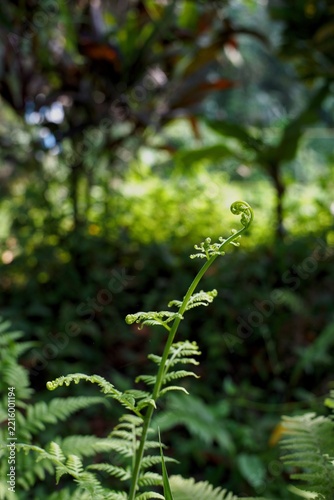 Unfurling Fern Frond in Tropical Forest Close up Nature Photography for Editorial and Commercial Design
