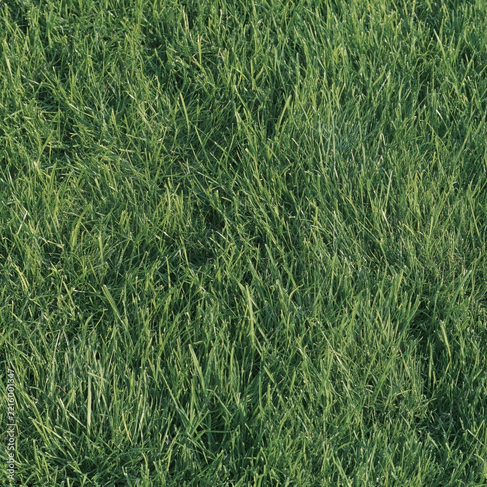 Fototapeta premium Close-up of lush green grass
