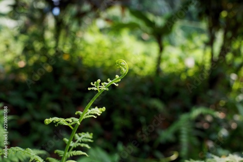 Unfurling Fern Frond in Lush Green Forest, Minimalist Nature Photography for Wellness and Eco Themes