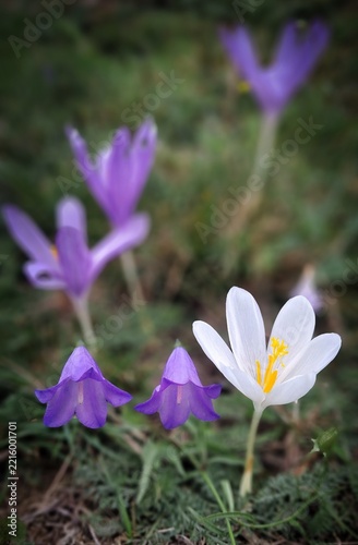 Des jolis Crocus blancs et mauves