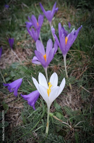 Des jolis Crocus blancs et mauves