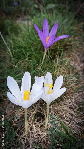 Des jolis Crocus blancs et mauves