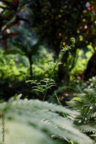 Elegant green fern fiddlehead unfurling in lush deep forest, minimalist macro nature photography background