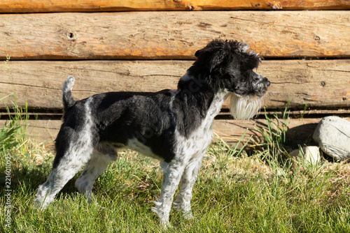 Full body side profile of a cute parti-color black and white miniature Schnauzer standing alert in the grass looking ahead in front of a rustic log cabin wood background