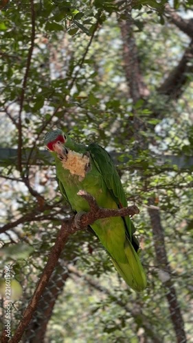 Red Crested Green Parrot Eating