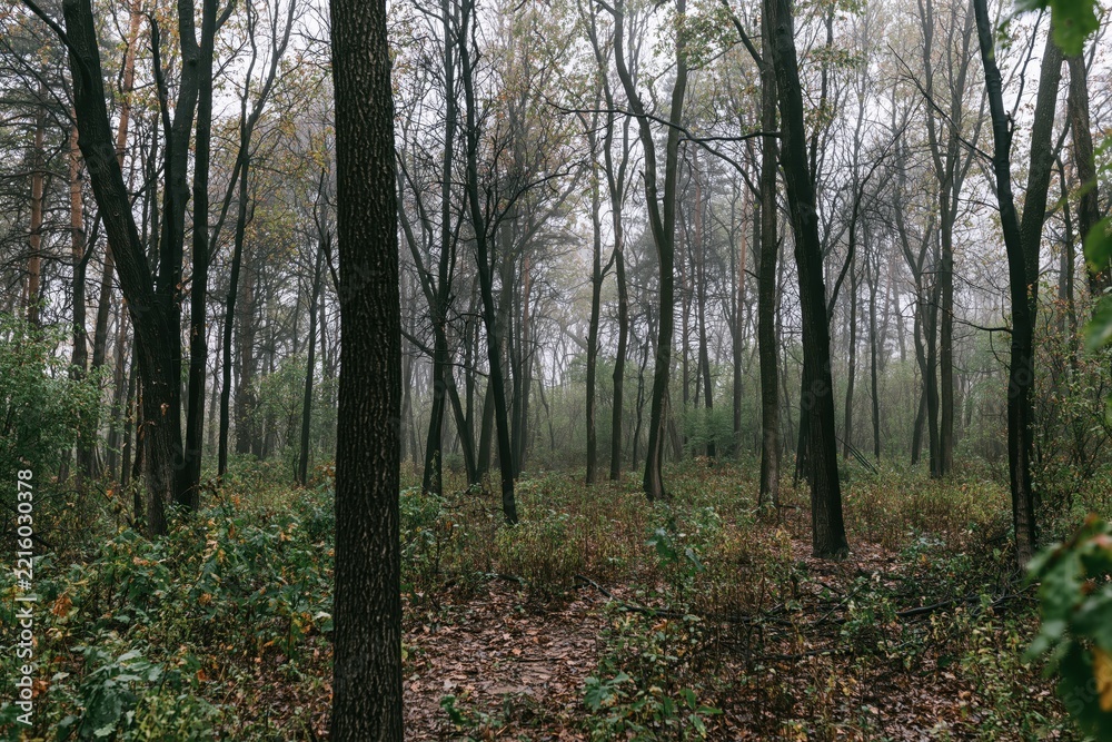 Fototapeta premium Misty forest with dense trees and undergrowth