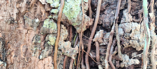 bark of a tree