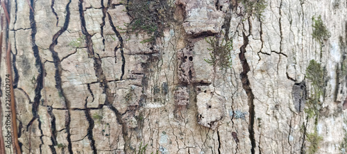 bark of a tree