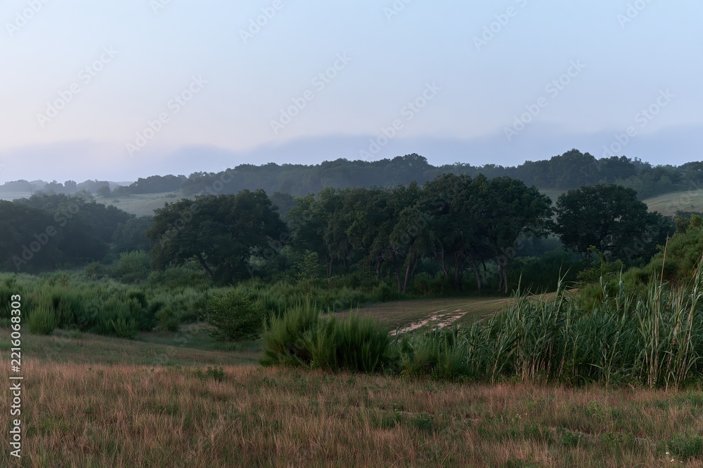 Naklejka premium Misty Morning Landscape with Rolling Hills and Trees