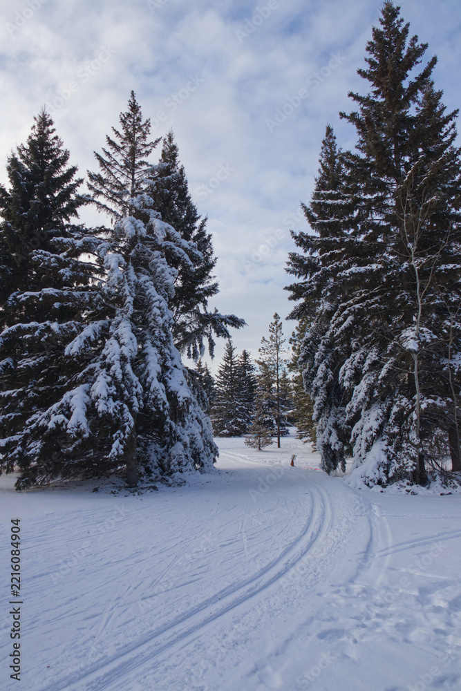 Fototapeta premium Trees covered in Snow and Ice