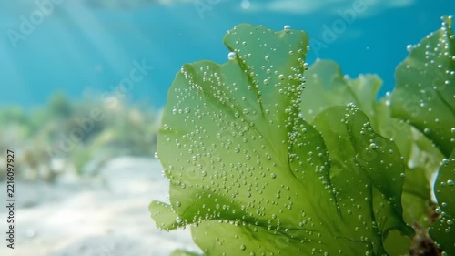 Green Seaweed in Natural Marine Environment with Ocean Water, Air Bubbles, Sunlight, and Sandy Seabed Supporting Peaceful Underwater Life
