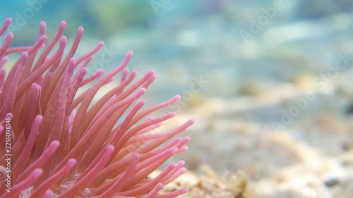 Pink Sea Anemone in Natural Marine Environment Underwater Ocean Coral Habitat with Soft Water Background and Vibrant Delicate Tentacle Detail