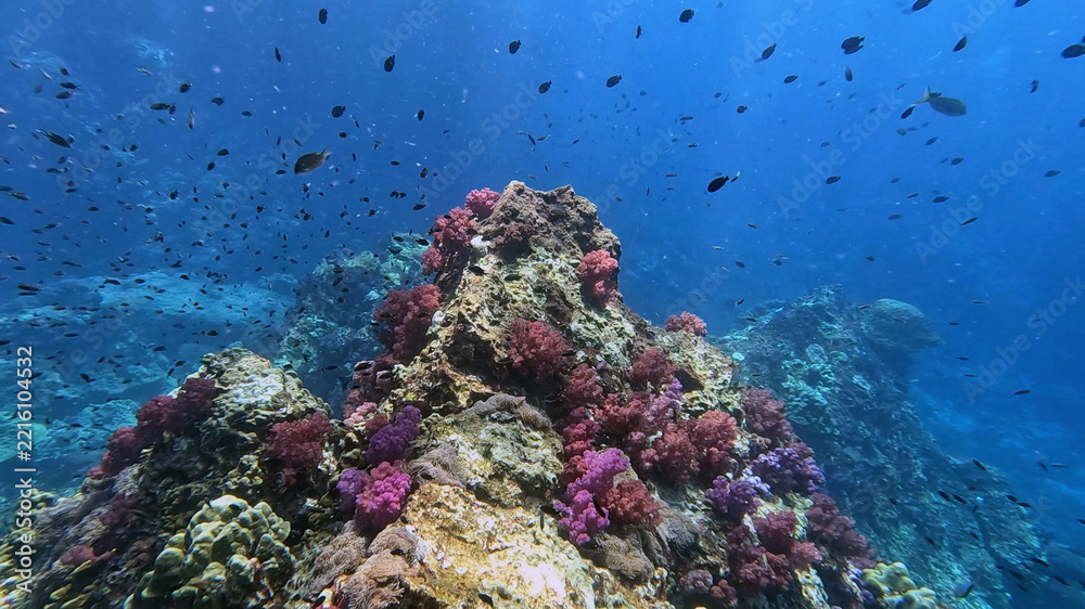 Fototapeta premium Magenta Soft Corals Crowning a Pinnacle at Richelieu Rock