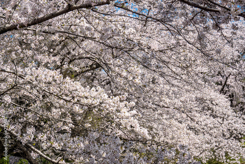 White cherry blossoms cluster densely on the branches.