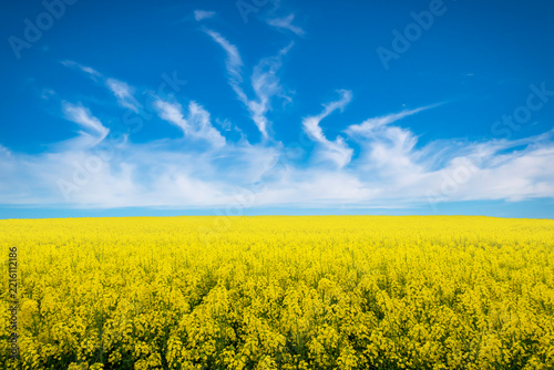 A yellow flower field spreads beneath a blue sky.