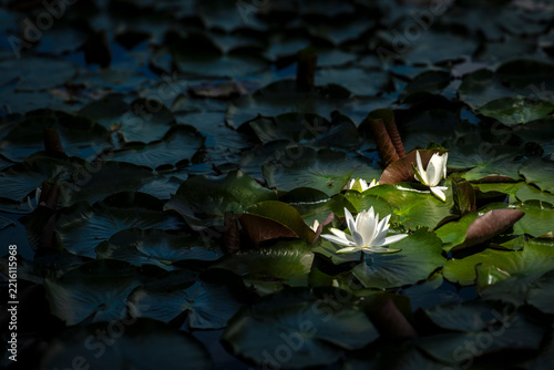 White flowers bloom quietly near still water.