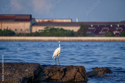 A seabird perches on a rock in the middle of the sea while searching for fish, with calm ocean waters and a clear blue sky in the background.