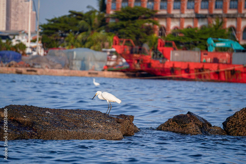 A seabird perches on a rock in the middle of the sea while searching for fish, with calm ocean waters and a clear blue sky in the background.
