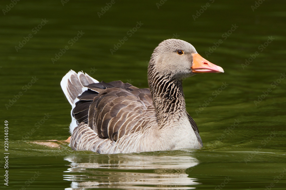 Fototapeta premium Greylag or Graylag Goose Anser anser swimming in green pond lake with reflections on the surface in Germany