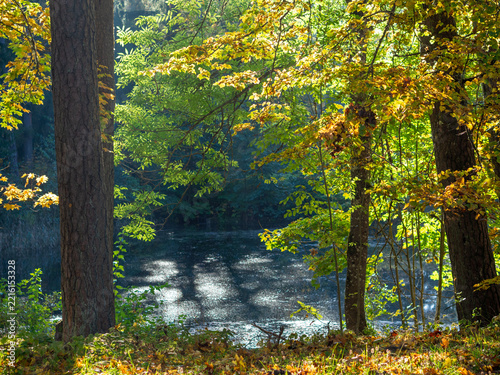 Scenic autumn forest landscape with sunlight filtering through golden foliage, tall trees surrounding a tranquil lake or pond, and shimmering reflections on the water