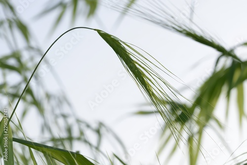 Close-up of green grass seed heads