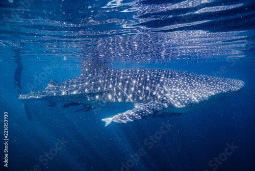whale shark