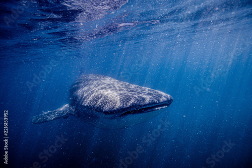 whale shark