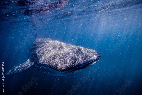 whale shark