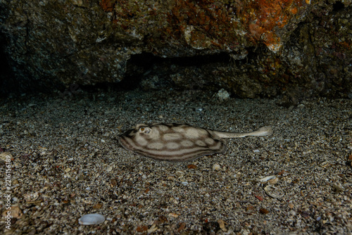 reef sting ray