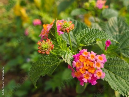 Vibrant lantana camara flowers blooming in the garden