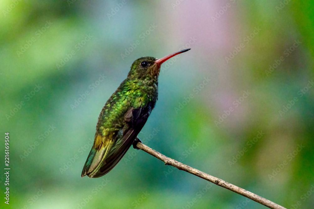 Fototapeta premium Gilded Hummingbird at the Garden of Hummingbirds in Iguazu Argentina