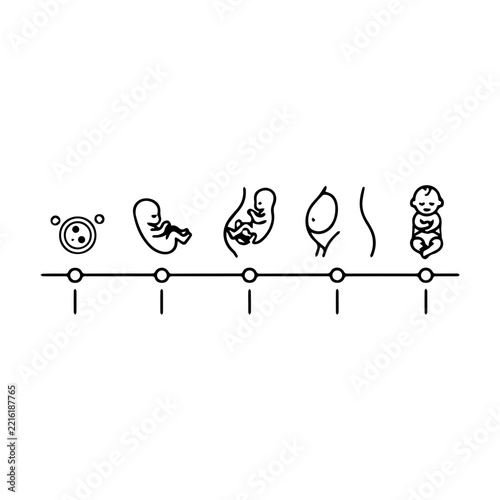 Visual timeline illustrating the human embryonic development stages from conception to birth