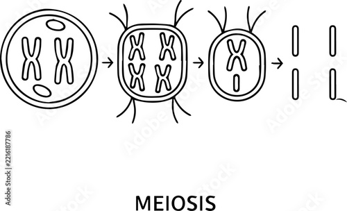 Diagrammatic illustration showing the sequential stages of cellular reproduction and chromosomal distribution within biological organisms